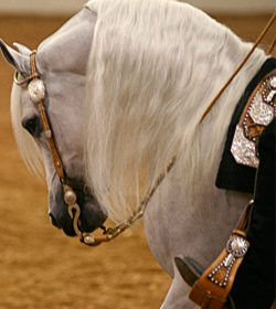 show-horse